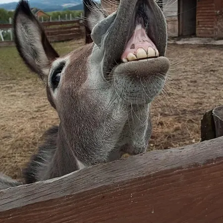 Prázdninový dům Letniskowe Nad Lakami *