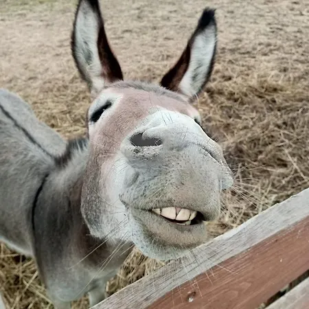 Letniskowe Nad Lakami *