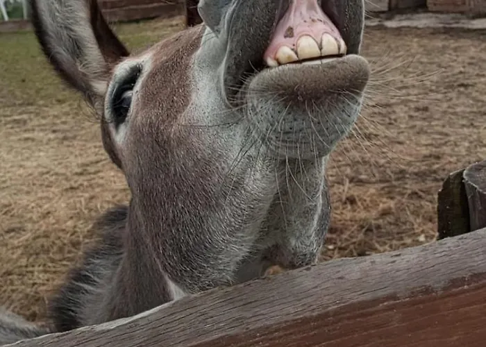 Holiday home Letniskowe Nad Lakami *